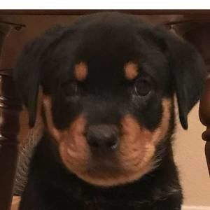 Meet your Posher, Susan